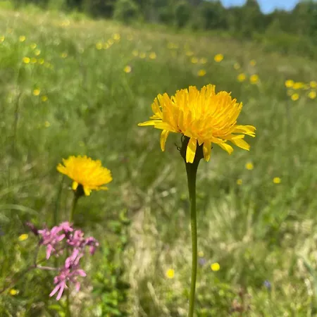 кукулька בית הארחה